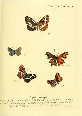 Reproducción/Reproduction 6102764865: Die Schmetterlinge in Abbildungen nach der Natur. v.1 plates. Leipzig :T.O. Weigel,[1829-1839] 