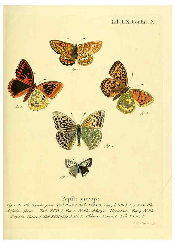 Reproducción/Reproduction 6103311674: Die Schmetterlinge in Abbildungen nach der Natur. v.1 plates. Leipzig :T.O. Weigel,[1829-1839] 