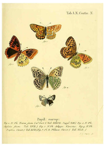 Reproducción/Reproduction 6103311674: Die Schmetterlinge in Abbildungen nach der Natur. v.1 plates. Leipzig :T.O. Weigel,[1829-1839] 
