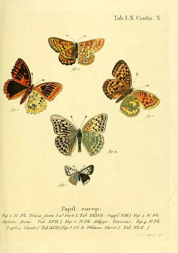 Reproducción/Reproduction 6103311674: Die Schmetterlinge in Abbildungen nach der Natur. v.1 plates. Leipzig :T.O. Weigel,[1829-1839] 