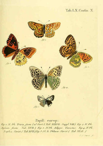 Reproducción/Reproduction 6103311674: Die Schmetterlinge in Abbildungen nach der Natur. v.1 plates. Leipzig :T.O. Weigel,[1829-1839] 