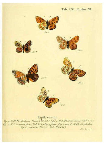 Reproducción/Reproduction 6102765667: Die Schmetterlinge in Abbildungen nach der Natur. v.1 plates. Leipzig :T.O. Weigel,[1829-1839] 