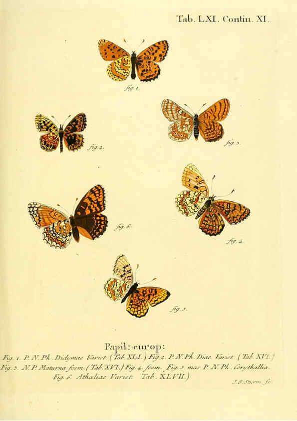 Reproducción/Reproduction 6102765667: Die Schmetterlinge in Abbildungen nach der Natur. v.1 plates. Leipzig :T.O. Weigel,[1829-1839] 