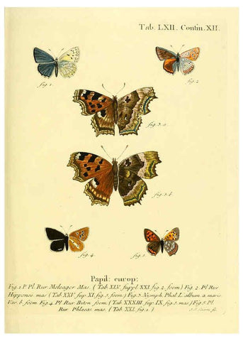 Reproducción/Reproduction 6102766123: Die Schmetterlinge in Abbildungen nach der Natur. v.1 plates. Leipzig :T.O. Weigel,[1829-1839] 