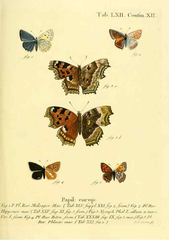 Reproducción/Reproduction 6102766123: Die Schmetterlinge in Abbildungen nach der Natur. v.1 plates. Leipzig :T.O. Weigel,[1829-1839] 