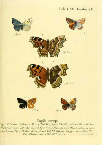 Reproducción/Reproduction 6102766123: Die Schmetterlinge in Abbildungen nach der Natur. v.1 plates. Leipzig :T.O. Weigel,[1829-1839] 