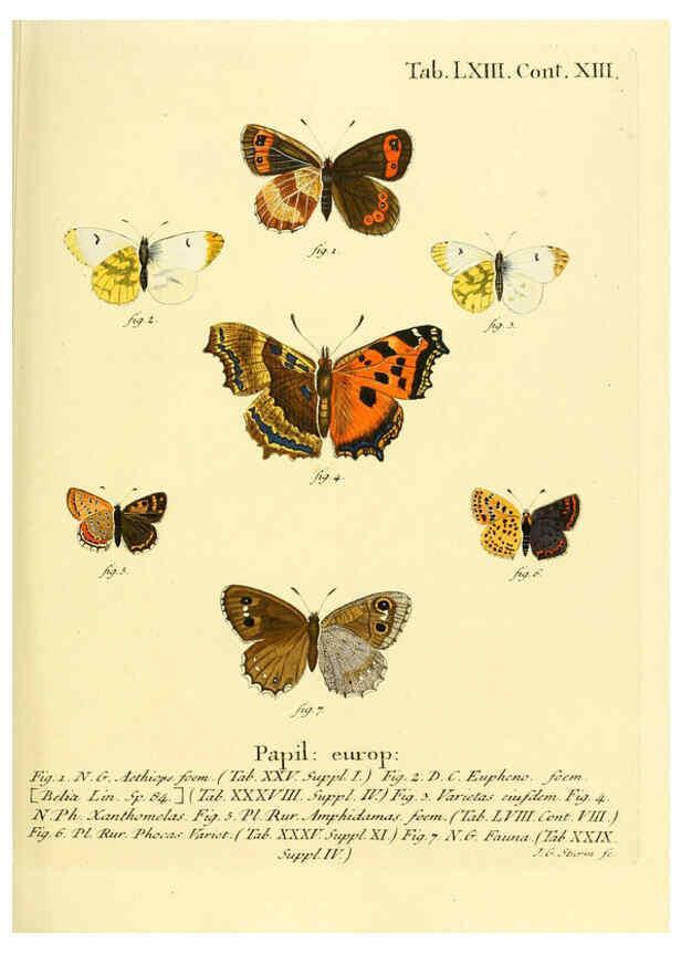 Reproducción/Reproduction 6103312708: Die Schmetterlinge in Abbildungen nach der Natur. v.1 plates. Leipzig :T.O. Weigel,[1829-1839] 