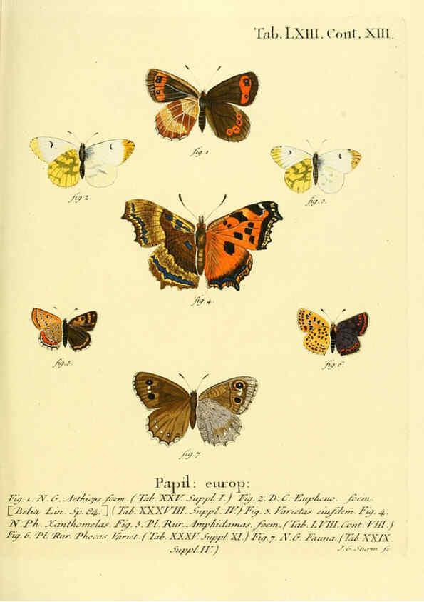 Reproducción/Reproduction 6103312708: Die Schmetterlinge in Abbildungen nach der Natur. v.1 plates. Leipzig :T.O. Weigel,[1829-1839] 