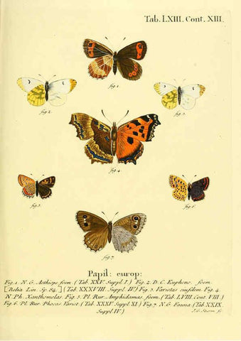 Reproducción/Reproduction 6103312708: Die Schmetterlinge in Abbildungen nach der Natur. v.1 plates. Leipzig :T.O. Weigel,[1829-1839] 
