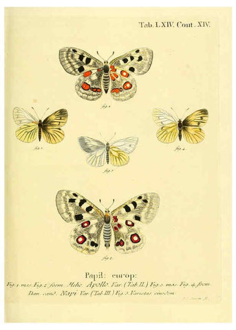 Reproducción/Reproduction 6103313008: Die Schmetterlinge in Abbildungen nach der Natur. v.1 plates. Leipzig :T.O. Weigel,[1829-1839] 