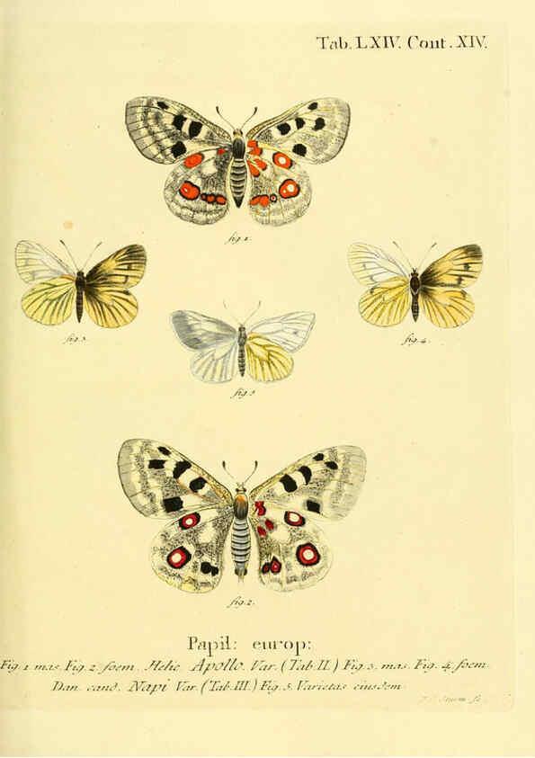 Reproducción/Reproduction 6103313008: Die Schmetterlinge in Abbildungen nach der Natur. v.1 plates. Leipzig :T.O. Weigel,[1829-1839] 