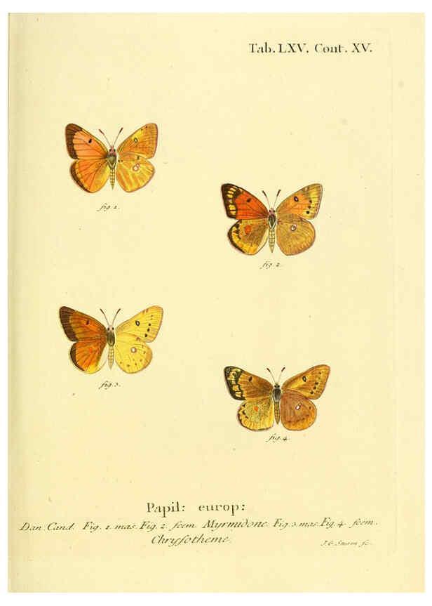 Reproducción/Reproduction 6102766911: Die Schmetterlinge in Abbildungen nach der Natur. v.1 plates. Leipzig :T.O. Weigel,[1829-1839] 