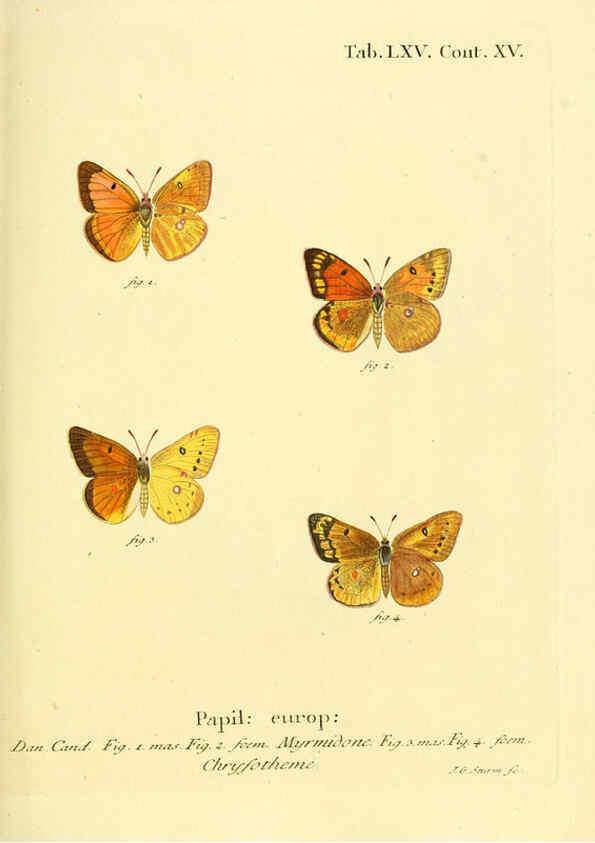 Reproducción/Reproduction 6102766911: Die Schmetterlinge in Abbildungen nach der Natur. v.1 plates. Leipzig :T.O. Weigel,[1829-1839] 