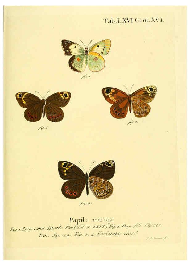 Reproducción/Reproduction 6103313472: Die Schmetterlinge in Abbildungen nach der Natur. v.1 plates. Leipzig :T.O. Weigel,[1829-1839] 