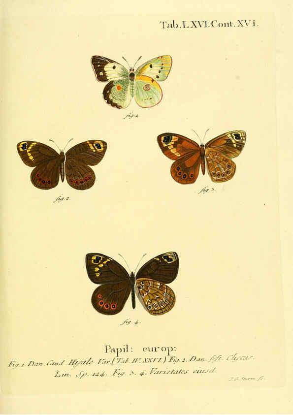 Reproducción/Reproduction 6103313472: Die Schmetterlinge in Abbildungen nach der Natur. v.1 plates. Leipzig :T.O. Weigel,[1829-1839] 