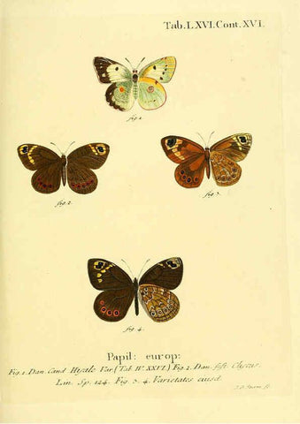 Reproducción/Reproduction 6103313472: Die Schmetterlinge in Abbildungen nach der Natur. v.1 plates. Leipzig :T.O. Weigel,[1829-1839] 