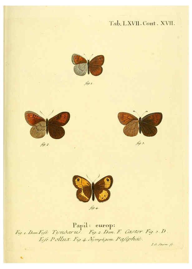 Reproducción/Reproduction 6102767641: Die Schmetterlinge in Abbildungen nach der Natur. v.1 plates. Leipzig :T.O. Weigel,[1829-1839] 