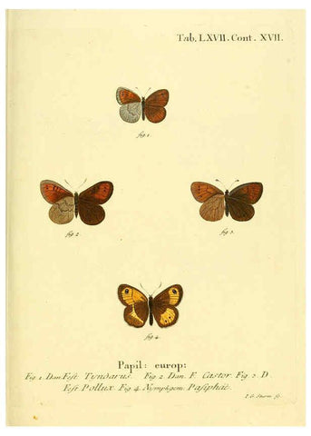 Reproducción/Reproduction 6102767641: Die Schmetterlinge in Abbildungen nach der Natur. v.1 plates. Leipzig :T.O. Weigel,[1829-1839] 