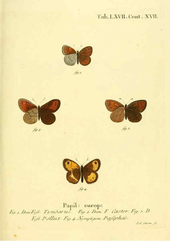 Reproducción/Reproduction 6102767641: Die Schmetterlinge in Abbildungen nach der Natur. v.1 plates. Leipzig :T.O. Weigel,[1829-1839] 