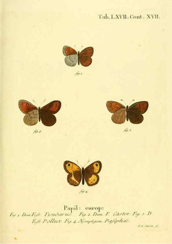 Reproducción/Reproduction 6102767641: Die Schmetterlinge in Abbildungen nach der Natur. v.1 plates. Leipzig :T.O. Weigel,[1829-1839] 