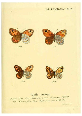 Reproducción/Reproduction 6103314164: Die Schmetterlinge in Abbildungen nach der Natur. v.1 plates. Leipzig :T.O. Weigel,[1829-1839] 