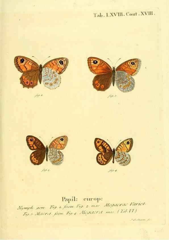 Reproducción/Reproduction 6103314164: Die Schmetterlinge in Abbildungen nach der Natur. v.1 plates. Leipzig :T.O. Weigel,[1829-1839] 