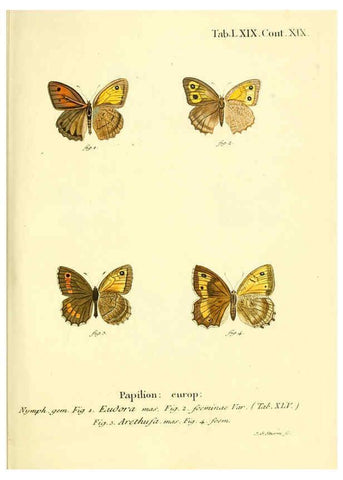 Reproducción/Reproduction 6102768119: Die Schmetterlinge in Abbildungen nach der Natur. v.1 plates. Leipzig :T.O. Weigel,[1829-1839] 