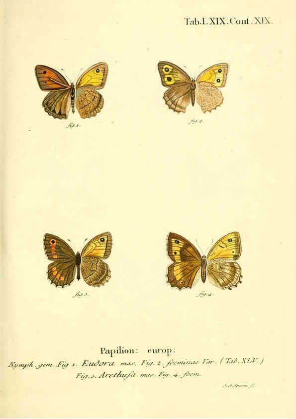 Reproducción/Reproduction 6102768119: Die Schmetterlinge in Abbildungen nach der Natur. v.1 plates. Leipzig :T.O. Weigel,[1829-1839] 