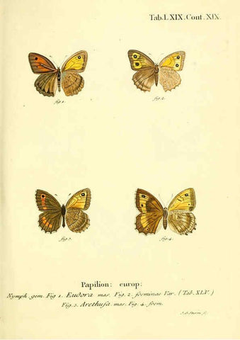 Reproducción/Reproduction 6102768119: Die Schmetterlinge in Abbildungen nach der Natur. v.1 plates. Leipzig :T.O. Weigel,[1829-1839] 