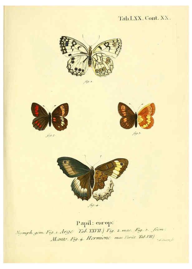 Reproducción/Reproduction 6102769979: Die Schmetterlinge in Abbildungen nach der Natur. v.1 plates. Leipzig :T.O. Weigel,[1829-1839] 