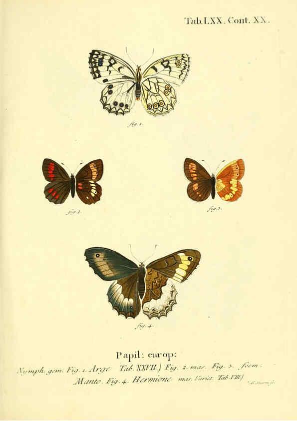 Reproducción/Reproduction 6102769979: Die Schmetterlinge in Abbildungen nach der Natur. v.1 plates. Leipzig :T.O. Weigel,[1829-1839] 