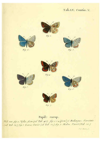 Reproducción/Reproduction 6103309954: Die Schmetterlinge in Abbildungen nach der Natur. v.1 plates. Leipzig :T.O. Weigel,[1829-1839] 