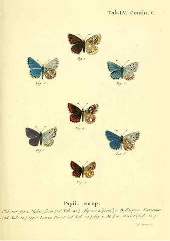 Reproducción/Reproduction 6103309954: Die Schmetterlinge in Abbildungen nach der Natur. v.1 plates. Leipzig :T.O. Weigel,[1829-1839] 