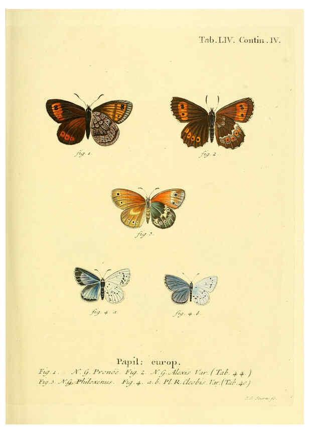 Reproducción/Reproduction 6102763555: Die Schmetterlinge in Abbildungen nach der Natur. v.1 plates. Leipzig :T.O. Weigel,[1829-1839] 