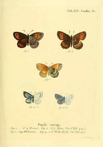 Reproducción/Reproduction 6102763555: Die Schmetterlinge in Abbildungen nach der Natur. v.1 plates. Leipzig :T.O. Weigel,[1829-1839] 