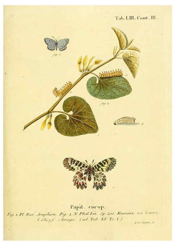 Reproducción/Reproduction 6103309544: Die Schmetterlinge in Abbildungen nach der Natur. v.1 plates. Leipzig :T.O. Weigel,[1829-1839] 