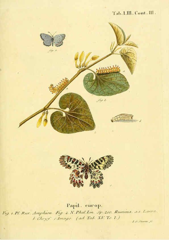 Reproducción/Reproduction 6103309544: Die Schmetterlinge in Abbildungen nach der Natur. v.1 plates. Leipzig :T.O. Weigel,[1829-1839] 