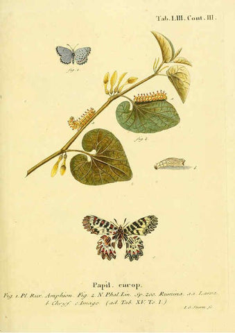 Reproducción/Reproduction 6103309544: Die Schmetterlinge in Abbildungen nach der Natur. v.1 plates. Leipzig :T.O. Weigel,[1829-1839] 