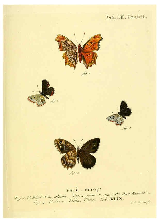 Reproducción/Reproduction 6102763095: Die Schmetterlinge in Abbildungen nach der Natur. v.1 plates. Leipzig :T.O. Weigel,[1829-1839] 