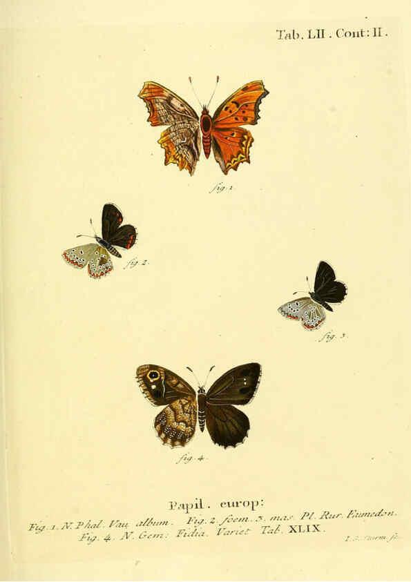 Reproducción/Reproduction 6102763095: Die Schmetterlinge in Abbildungen nach der Natur. v.1 plates. Leipzig :T.O. Weigel,[1829-1839] 