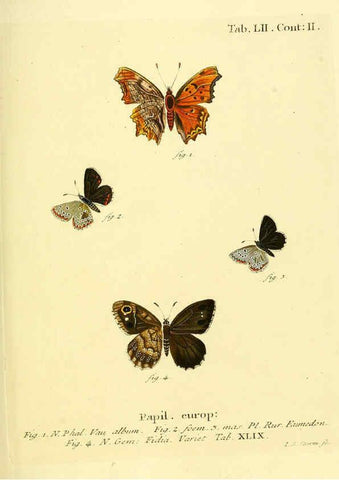 Reproducción/Reproduction 6102763095: Die Schmetterlinge in Abbildungen nach der Natur. v.1 plates. Leipzig :T.O. Weigel,[1829-1839] 