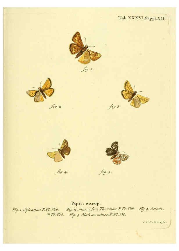Reproducción/Reproduction 6103304708: Die Schmetterlinge in Abbildungen nach der Natur. v.1 plates. Leipzig :T.O. Weigel,[1829-1839] 