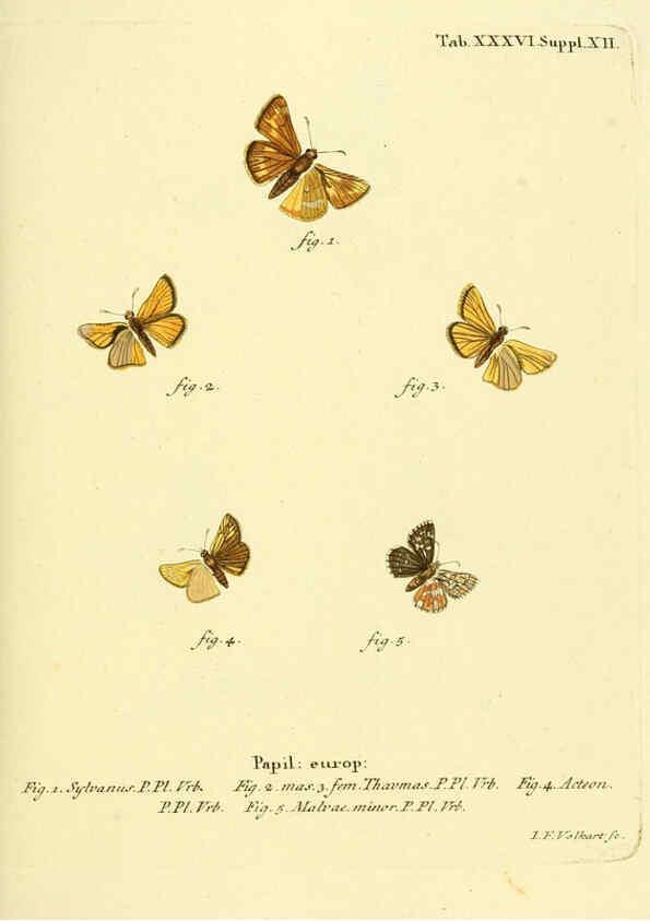 Reproducción/Reproduction 6103304708: Die Schmetterlinge in Abbildungen nach der Natur. v.1 plates. Leipzig :T.O. Weigel,[1829-1839] 