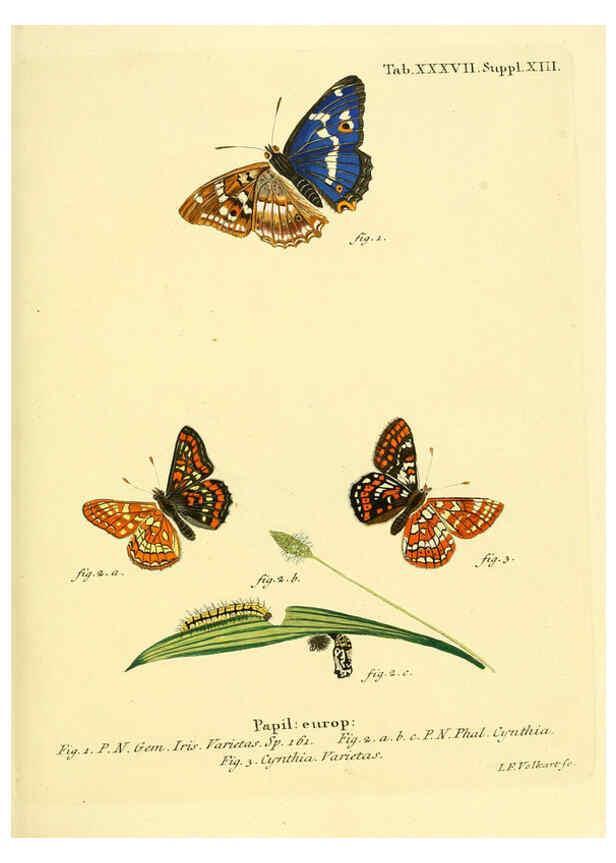 Reproducción/Reproduction 6102758749: Die Schmetterlinge in Abbildungen nach der Natur. v.1 plates. Leipzig :T.O. Weigel,[1829-1839] 