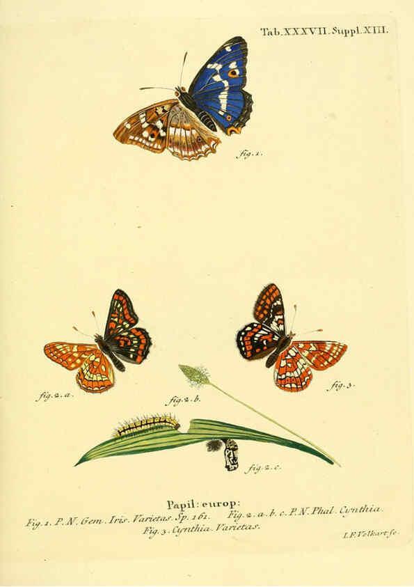 Reproducción/Reproduction 6102758749: Die Schmetterlinge in Abbildungen nach der Natur. v.1 plates. Leipzig :T.O. Weigel,[1829-1839] 