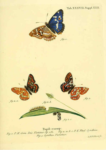 Reproducción/Reproduction 6102758749: Die Schmetterlinge in Abbildungen nach der Natur. v.1 plates. Leipzig :T.O. Weigel,[1829-1839] 