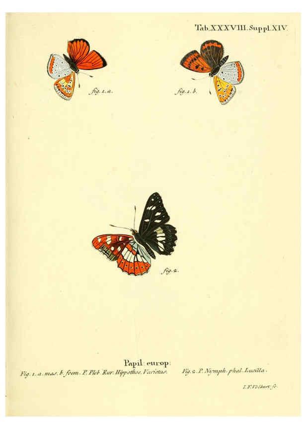 Reproducción/Reproduction 6103305280: Die Schmetterlinge in Abbildungen nach der Natur. v.1 plates. Leipzig :T.O. Weigel,[1829-1839] 