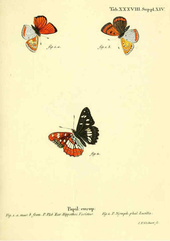 Reproducción/Reproduction 6103305280: Die Schmetterlinge in Abbildungen nach der Natur. v.1 plates. Leipzig :T.O. Weigel,[1829-1839] 