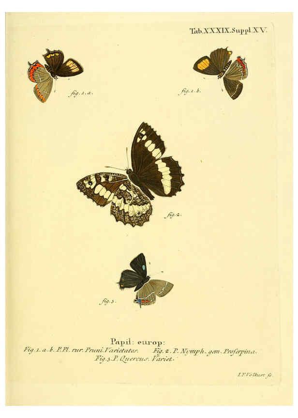 Reproducción/Reproduction 6102759273: Die Schmetterlinge in Abbildungen nach der Natur. v.1 plates. Leipzig :T.O. Weigel,[1829-1839] 