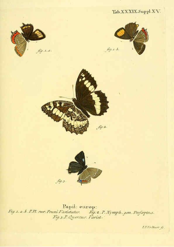 Reproducción/Reproduction 6102759273: Die Schmetterlinge in Abbildungen nach der Natur. v.1 plates. Leipzig :T.O. Weigel,[1829-1839] 